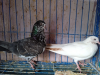 Pigeons/কবুতর